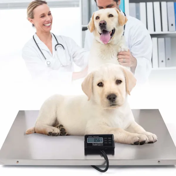 Digital Pet Scale Livestock Scale Shipping Scale Pig Dog Weight Scale Stainless Steel Large Platform 41x21 Inch (300kg/660lb) Digital Pet Scale Livestock Scale Shipping Scale Pig Dog Weight Scale Stainless Steel Large Platform 41x21 Inch (300kg/660lb)